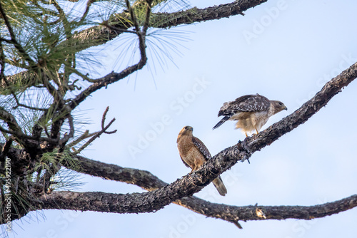 Red-shouldered Hawk