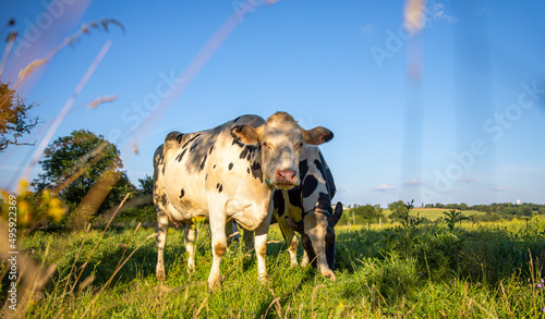 Troupeau de vache laitière au printemps dans les prairies au soleil.