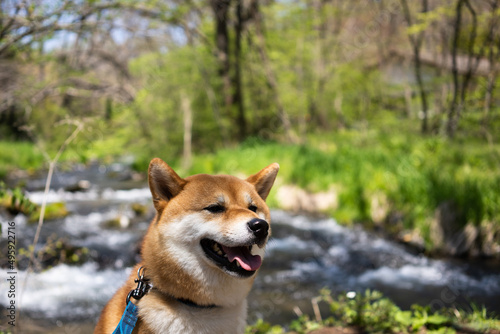 川沿いに佇む柴犬