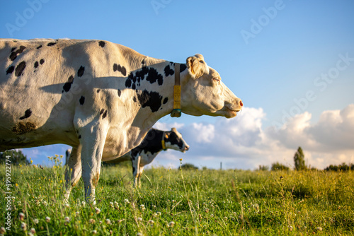 Vache laitière en pleine nature dans la campagne au printemps.