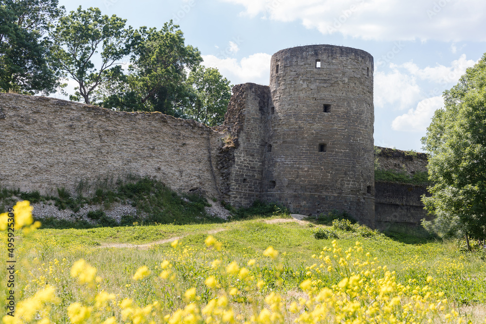 The old fortress tower against the blue sky. Koporye fortress on a green meadow with yellow flowers. Medieval fortress tower. Ancient Castle