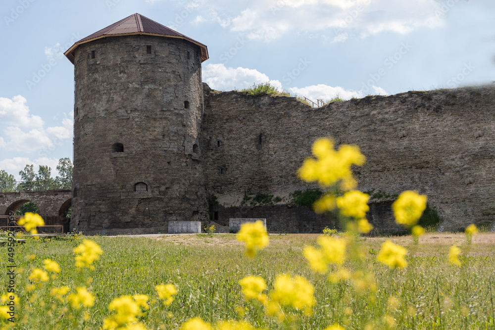 The old fortress tower against the blue sky. Koporye fortress on a green meadow with yellow flowers. Medieval fortress tower. Ancient Castle