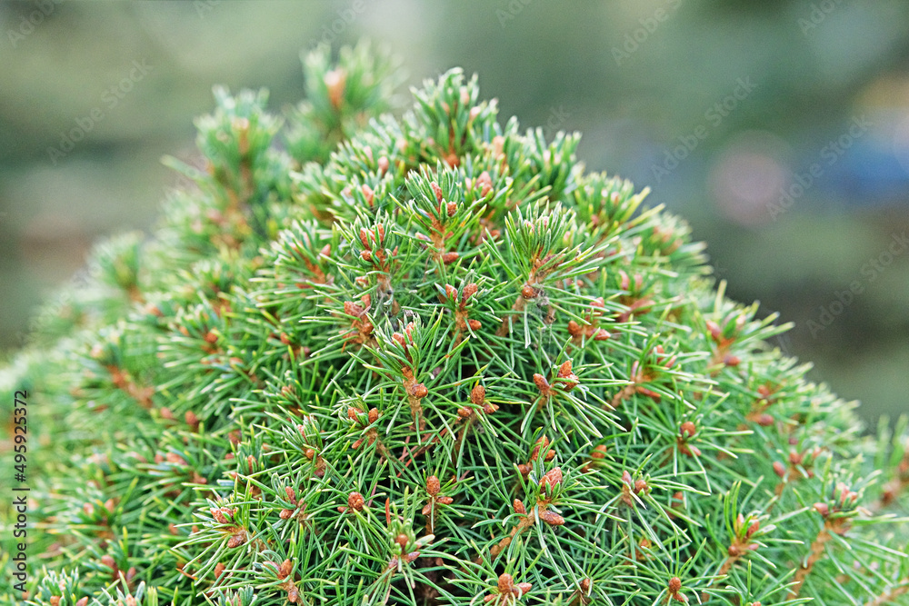 Green spruce branches, close up. Coniferous plant which decorate landscape. Garden shop. Green spruce and green cypress in garden store. Green spruce branches, close up. Coniferous plant which decorate landscape. Garden shop. Green spruce and green cypress in garden store.