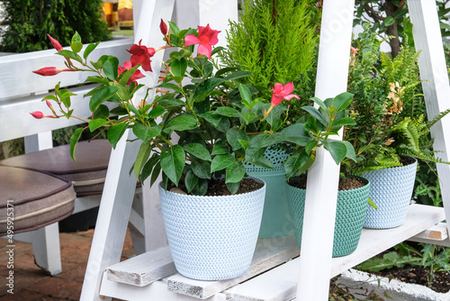 Pot with decorative flowerplants in outdoor cafe in European-style. Landscaping and decoration in cafe in city. photo