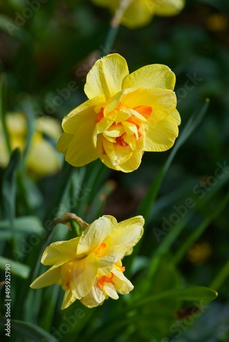 Two double yellow daffodils in flower bed in spring.