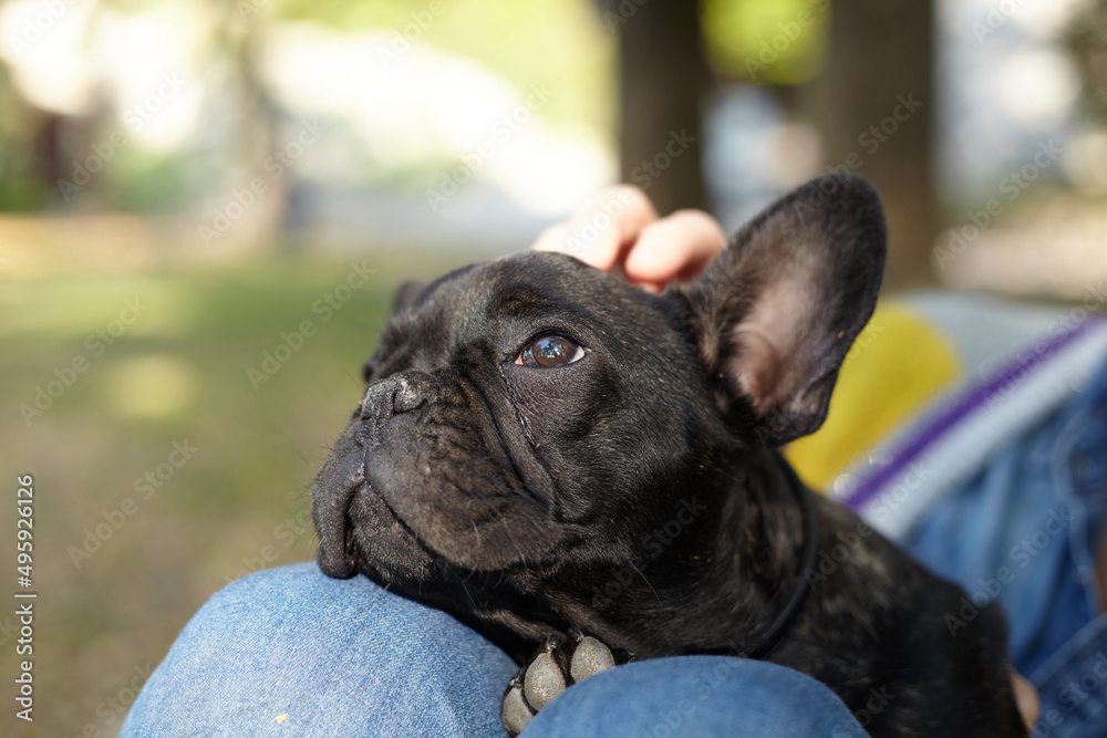 black French bulldog - puppy