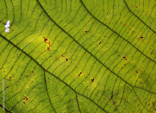 close up a trek leaf texture