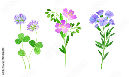 Beautiful blooming pink and purple wildflowers and leaves  meadow plants vector illustration