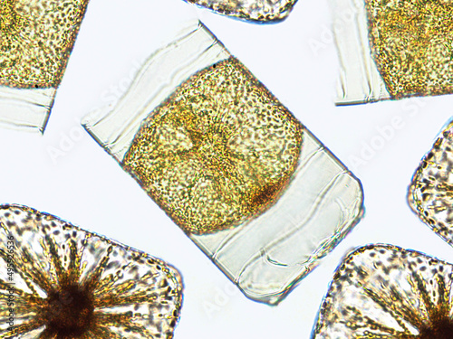 Algae under microscopic view, Chrysophyte, diatoms, phytoplankton, fossils, silica, golden yellow algae photo