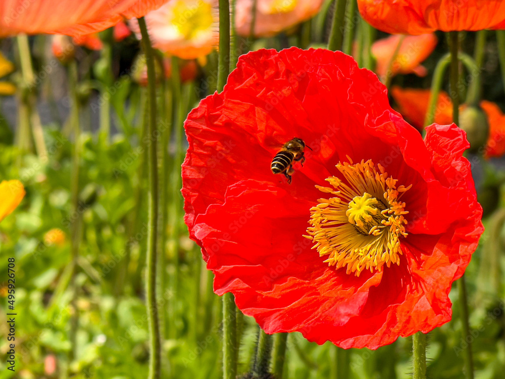 Obraz premium The Honey bee and the bright red Iceland Poppy (Papaver nudicaule) flower