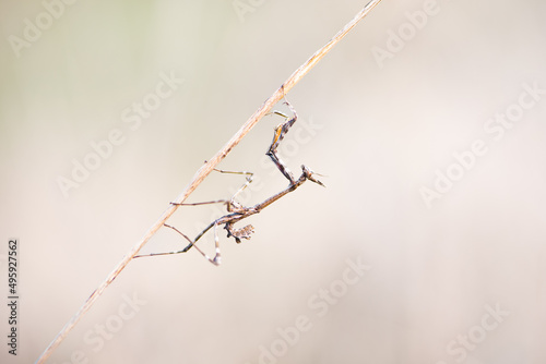 Conehead mantis (Empusa pennata) photo