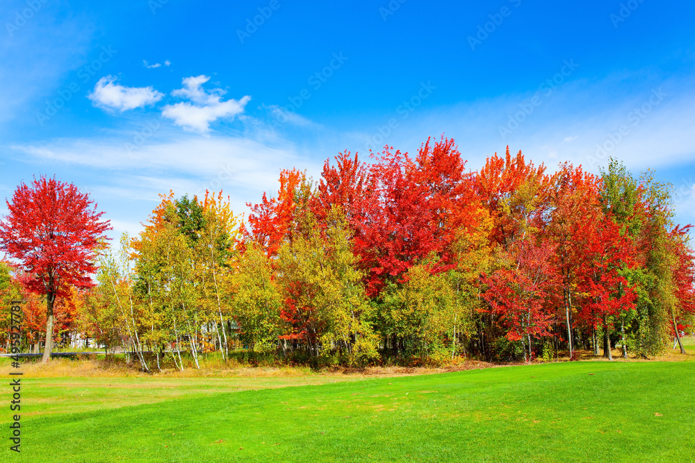 Lush autumn red crowns