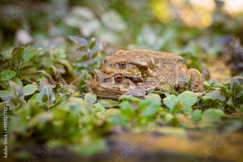 European toad (Bufo spinosus) mating amplexus photo