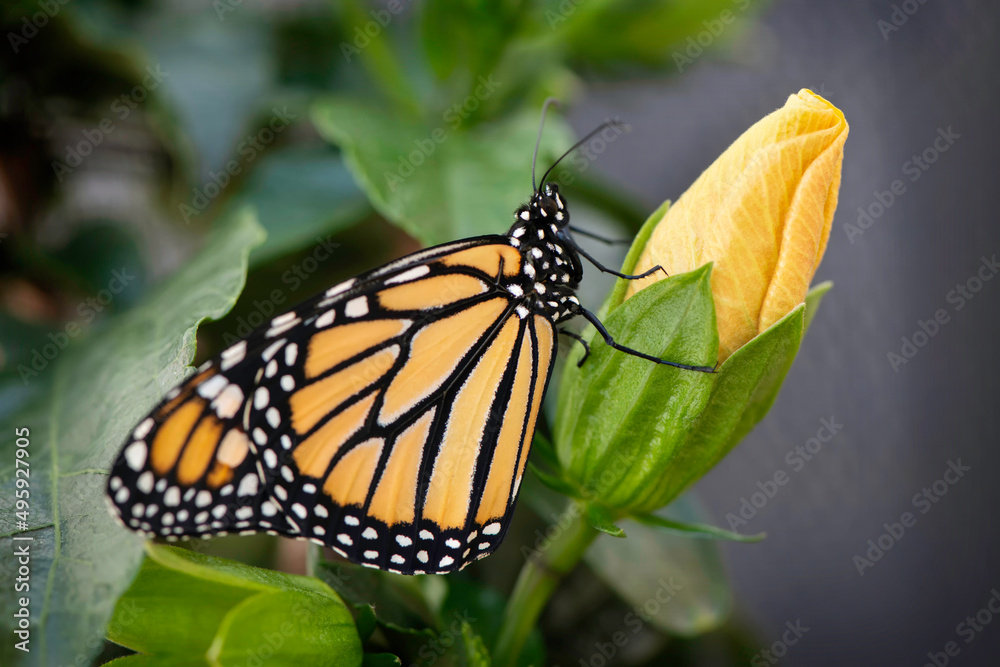 Monarch Butterfly Monarch Butterfly