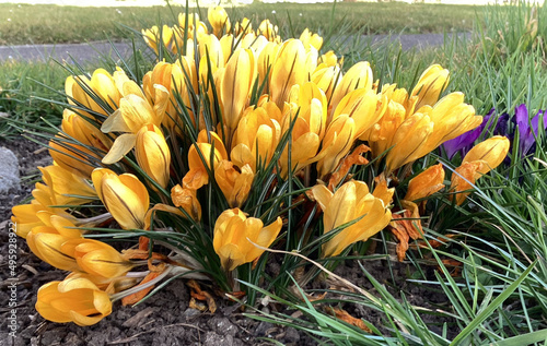 gelbe Krokusse
