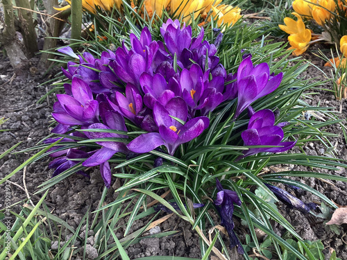 violette Krokusse am Wegesrand