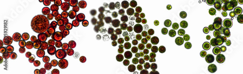 Haematococcus pluvialis green and cyst algae under microscopic view - haematocyst, active and resting cells, strong antioxidant astaxanthin