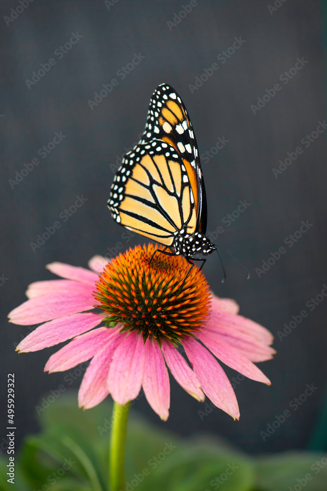 Monarch Butterfly Monarch Butterfly