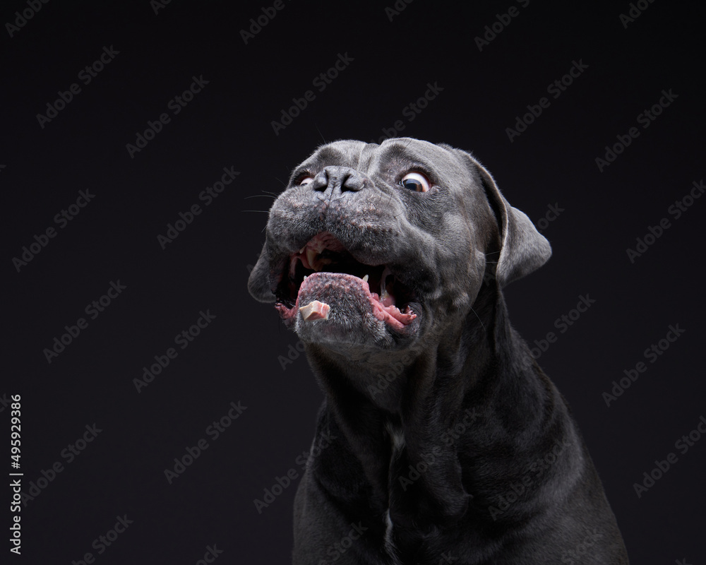 dog with open mouth on a black background. Blue, Gray Intalian Cane-Corso