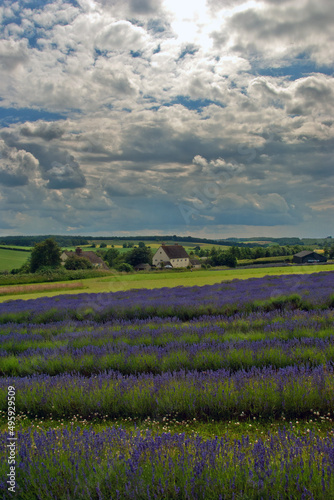 Lavender Field Summer Flowers Cotswolds England © Andy Evans Photos