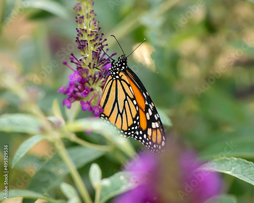 Monarch Butterfly © SarahJeanGreen
