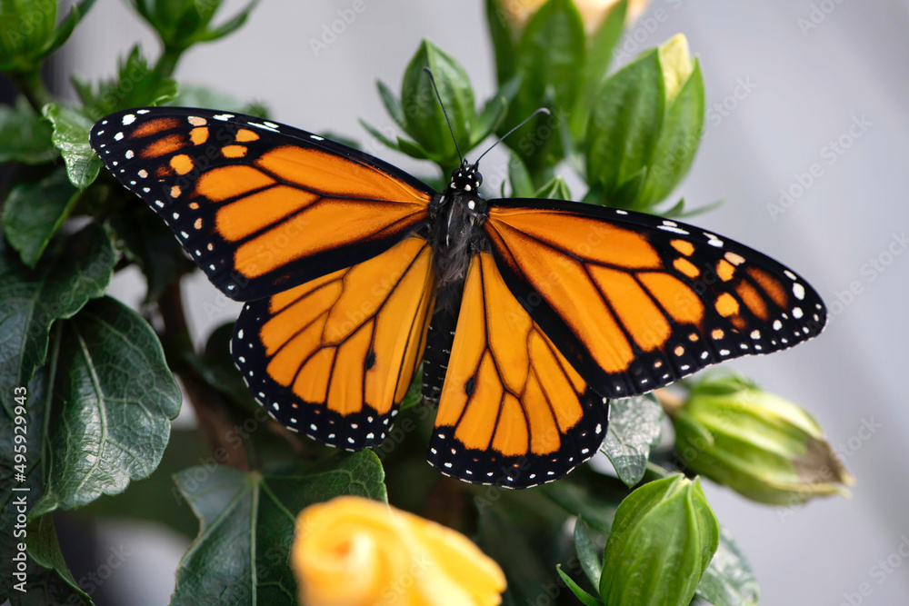 Fototapeta premium Monarch Butterfly