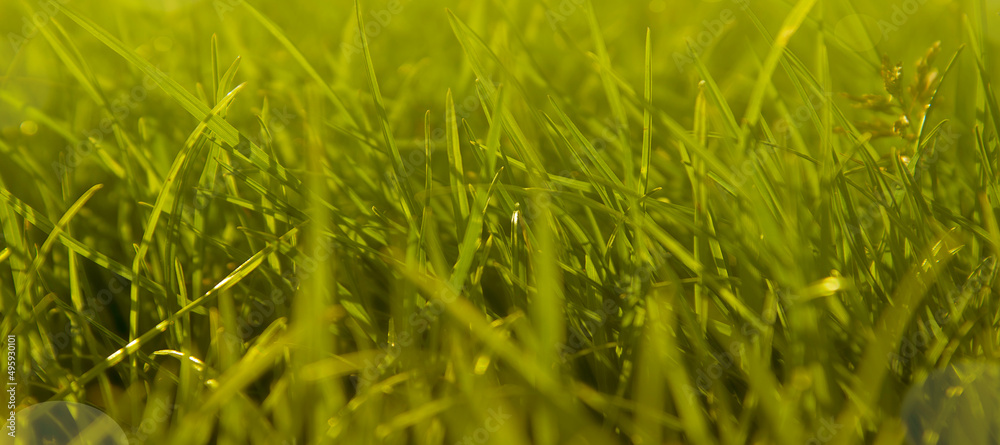 Summer green grass background. Abstract outdoor grass, selective focus