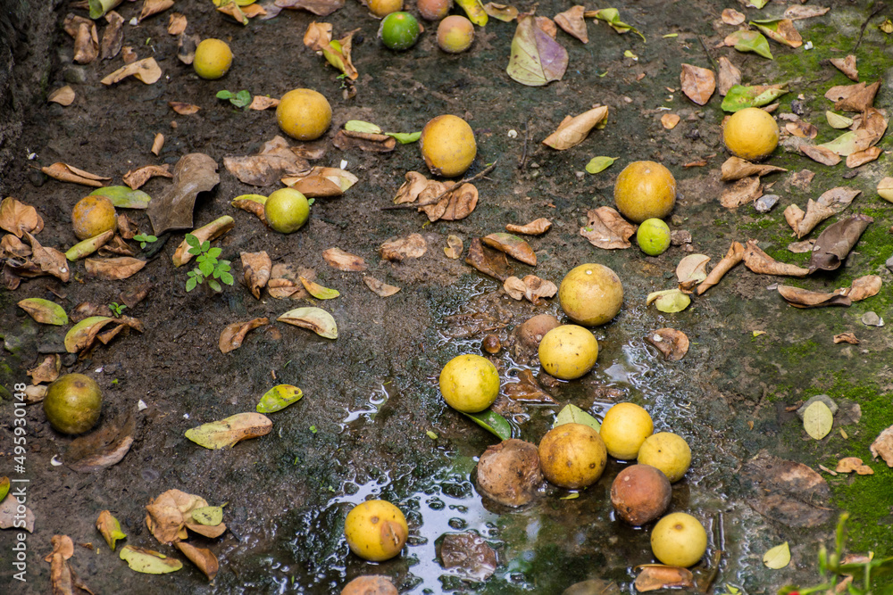 Ripe lime group drop on the floor. Ripe lime group drop on the floor.
