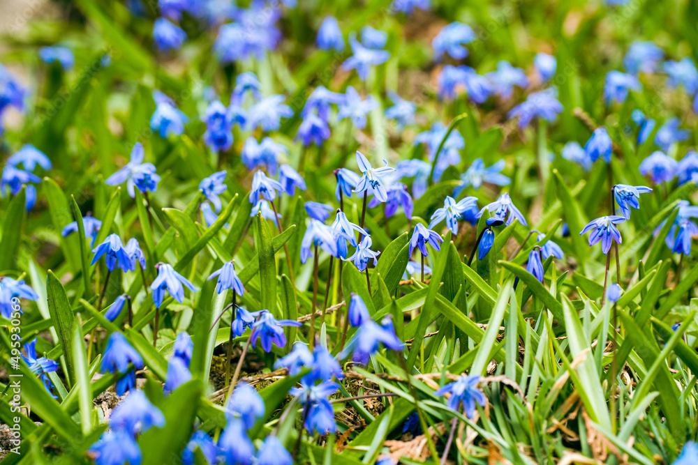 blue flowers scilla spring - obrazy, fototapety, plakaty 