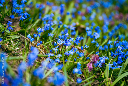 blue flowers scilla spring