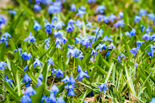 blue flowers scilla spring photo