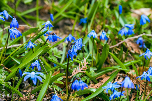 blue spring flowers