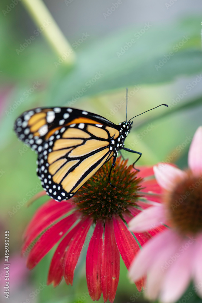 Fototapeta premium Monarch Butterfly