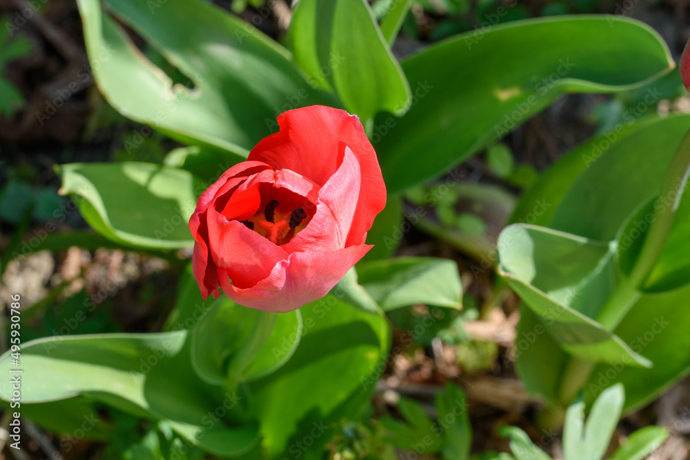 Rosa rote Tulpe in Knospe und kurz vor dem Aufblühen in meinem Garten. Rosa rote Tulpe in Knospe und kurz vor dem Aufblühen in meinem Garten.