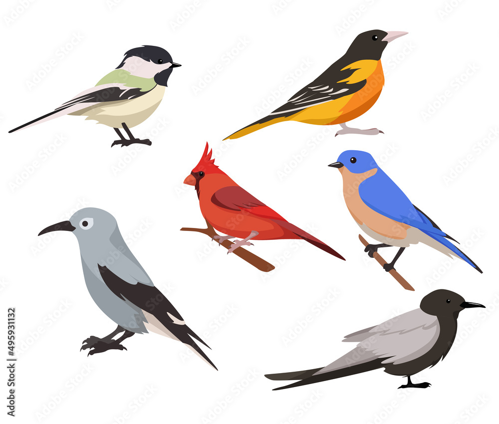Vector set of birds in cartoon style isolated on white background. Types of birds in the picture black-capped chickadee, baltimore oriole, cardinal, eastern bluebird, black tern. Vector set of birds in cartoon style isolated on white background. Types of birds in the picture black-capped chickadee, baltimore oriole, cardinal, eastern bluebird, black tern.
