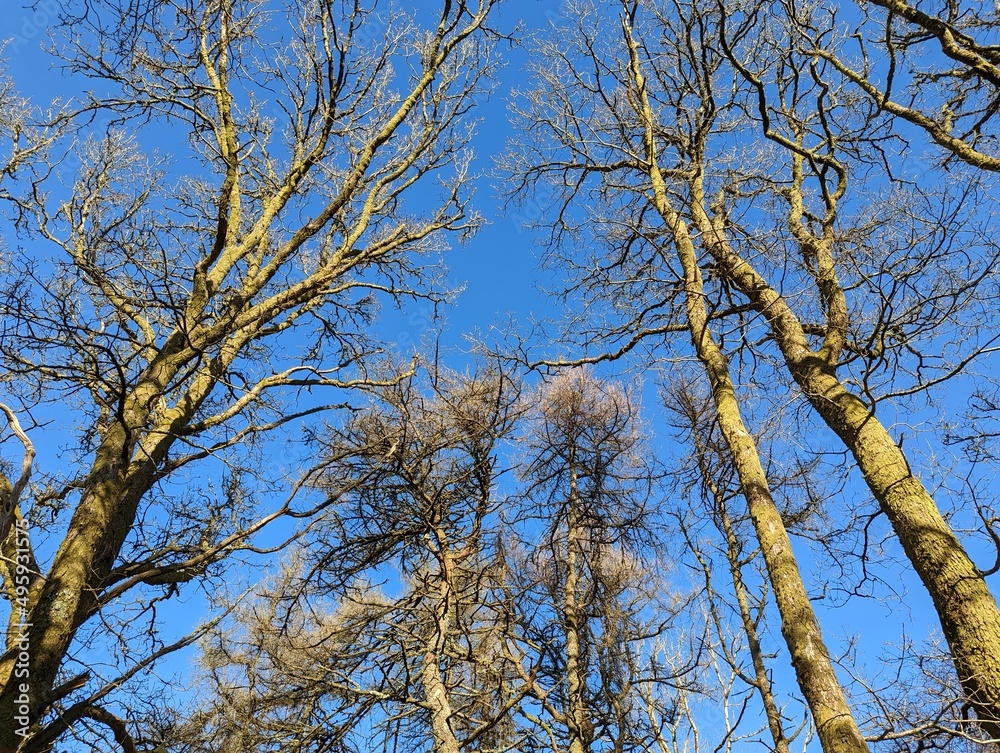 A view up through the top of some deciduous larch trees with clear blue sky behind. A view up through the top of some deciduous larch trees with clear blue sky behind.