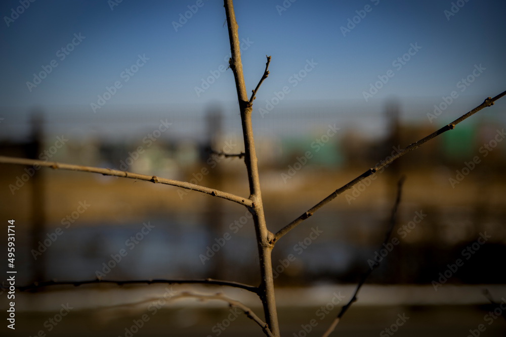 Fototapeta premium 외로운 나무가지