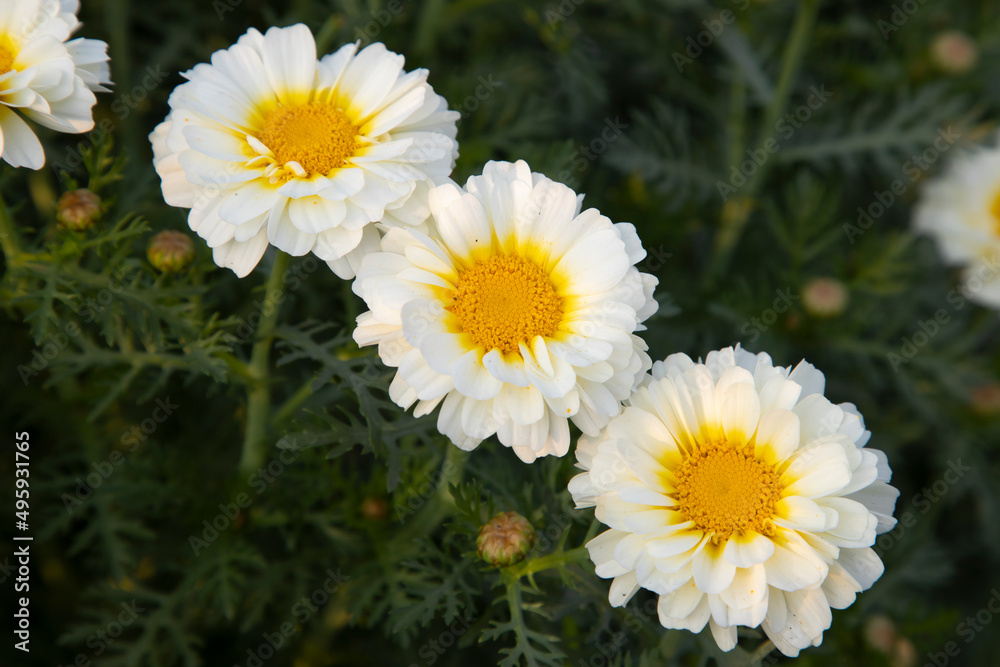 Obraz premium White Yellow Three Daisy Flowers top view in the garden