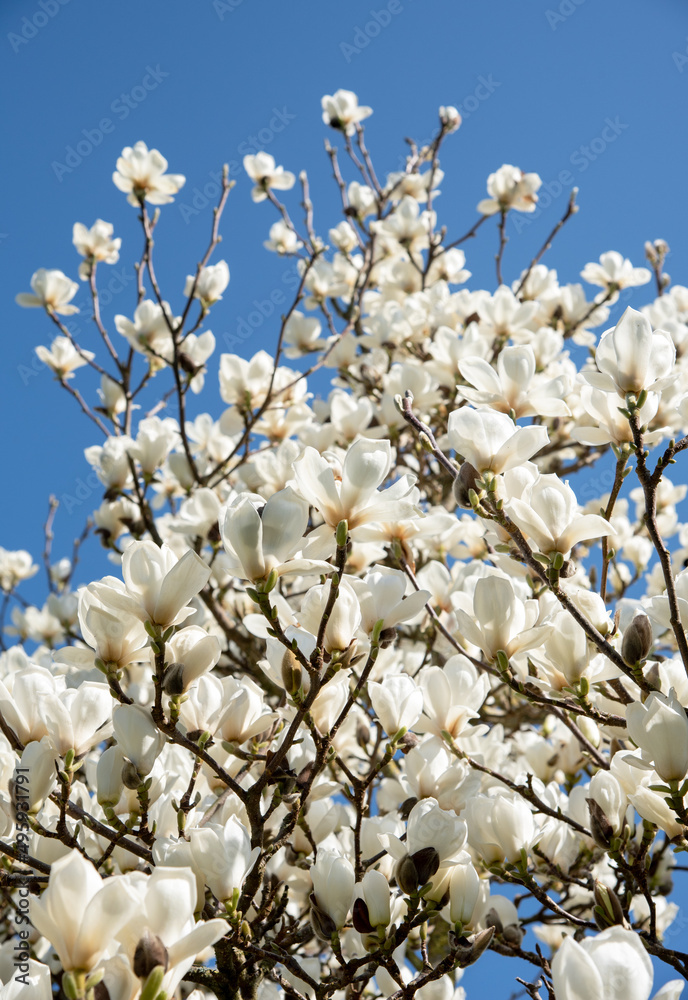 White Magnolia flower blossom in the garden White Magnolia flower blossom in the garden