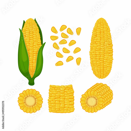 Corn. A set with an image of whole corn with leaves, without leaves, pieces of corn and corn seeds. Vector illustration on a white background
