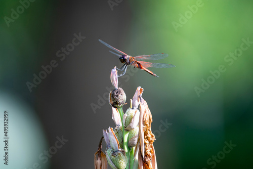 Картината върху платно Dragonfly