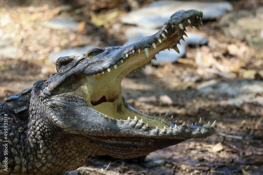 Fototapeta premium Close up crocodile is action show open mouth