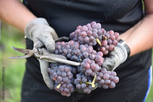 Grauburgunder - Pinot gris  with hands and pruning shears 
 photo