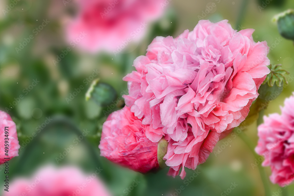 Spring flowers background. Pink fluffy popy flowers blooming in the garden.