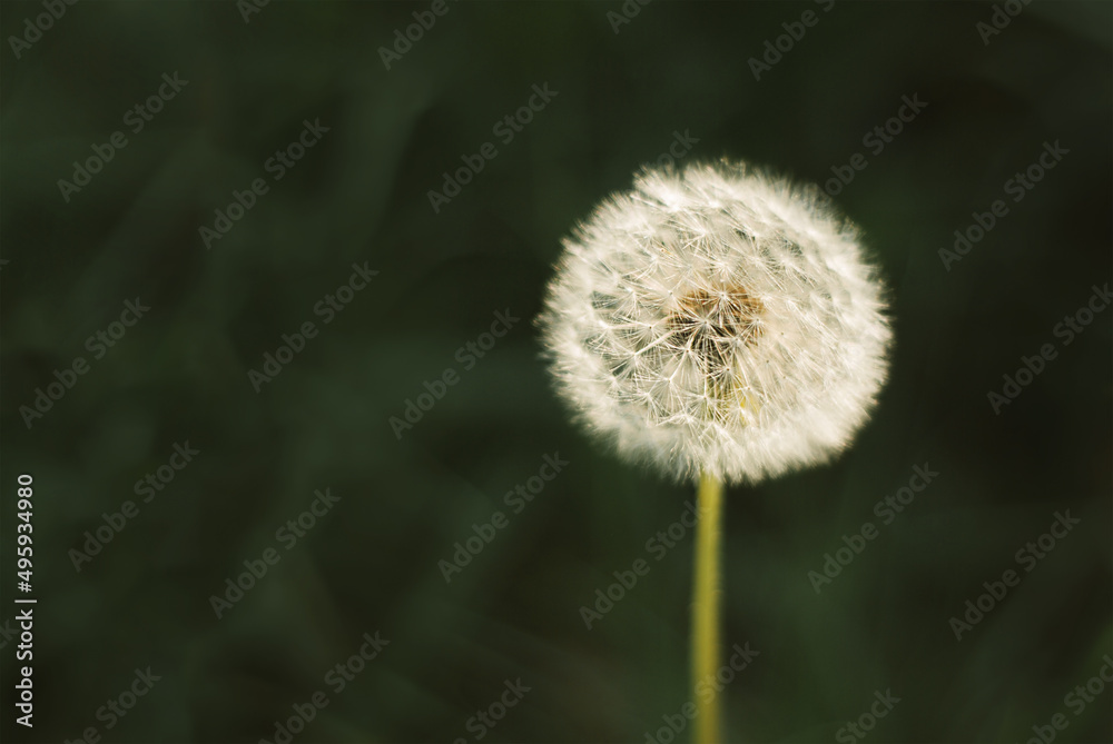Obraz premium One fluffy dandelion in green grass. Summer abstract background. Vintage style