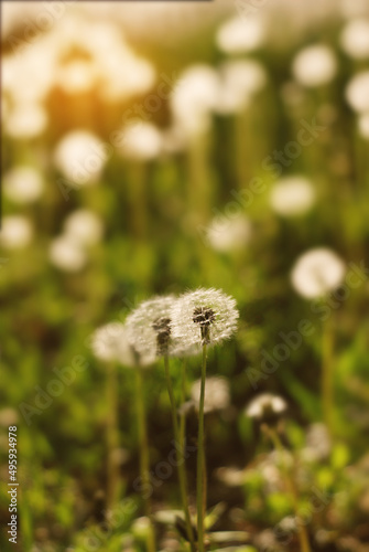 Fluffy dandelions flowers in green grass. Summer background. Spring abstract concept