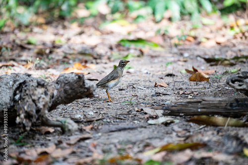 Eyebrowed Thrush