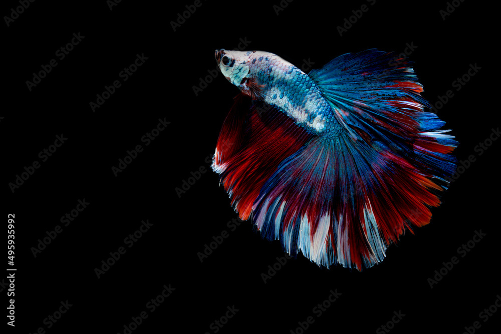 motion of betta fish. fighting fish isolated on black background.