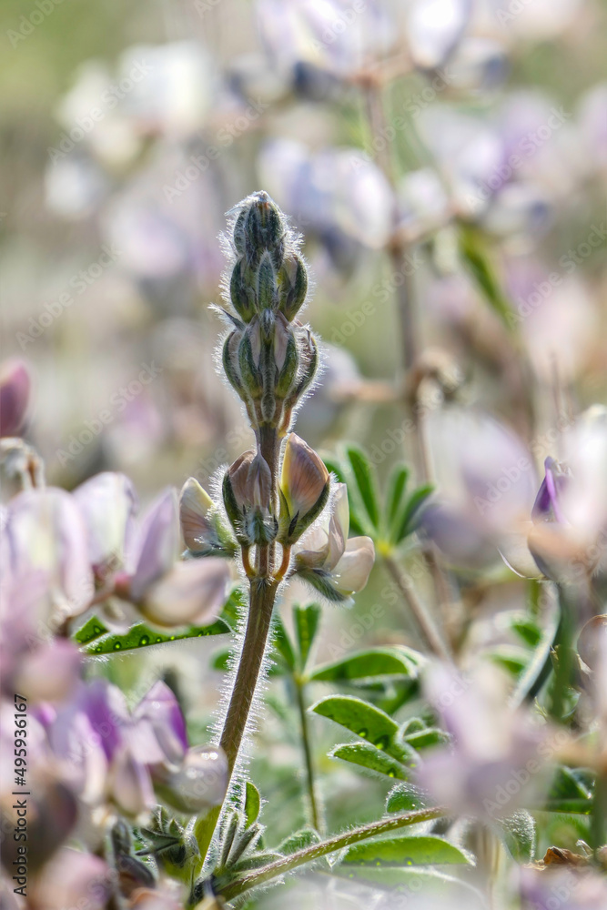 Flowers and buds of pink lupine closeup on a blurred background. Flowers and buds of pink lupine closeup on a blurred background.