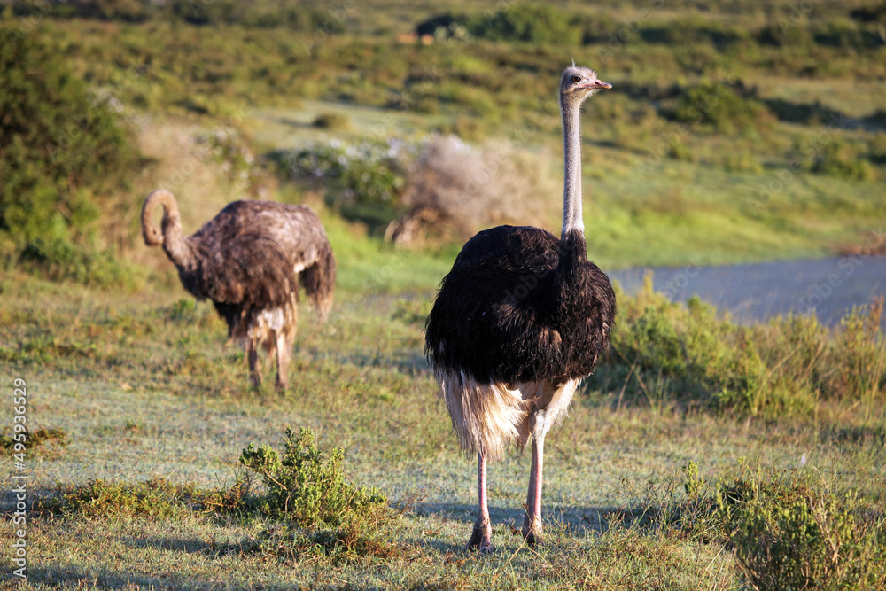 Naklejka premium Male and female ostrich, Eastern Cape, South Africa 